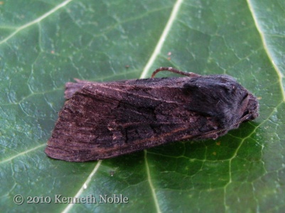 black rustic (Aporphyla nigra) Kenneth Noble